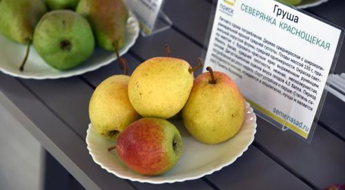 Груша в Московской области. Колоновидные сорта для Подмосковья 05 Груша в Московской области. Колоновидные сорта для Подмосковья 05
