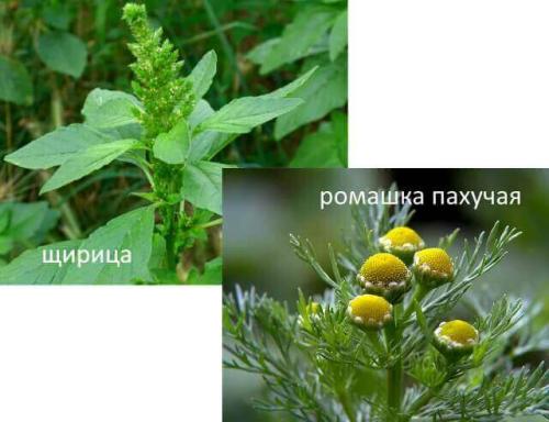 Как правильно копать огород весной. Как подготовить землю весной к посадкам: дачные секреты для ленивых