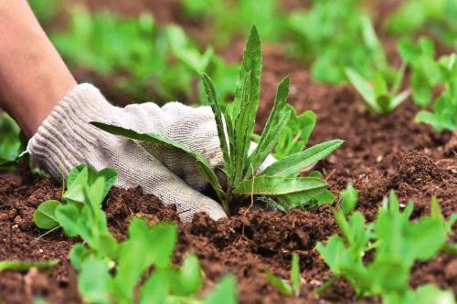 Копать огород правильно вручную осенью и весной. Когда нужно вспахивать землю? 03