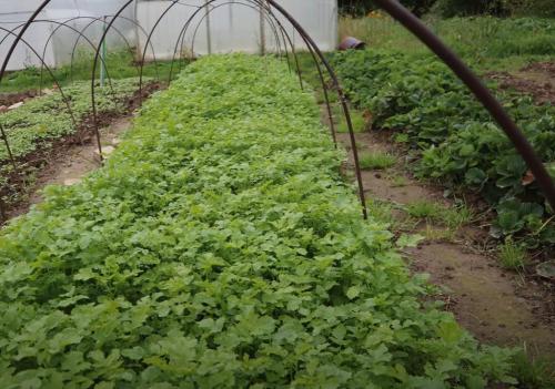 Как правильно вскапывать огород лопатой. Как нужно правильно копать грядки лопатой и когда это делать, плюсы и минусы 06 Как правильно вскапывать огород лопатой. Как нужно правильно копать грядки лопатой и когда это делать, плюсы и минусы 06