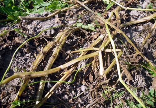 Когда можно копать картошку. Когда убирать урожай картофеля на хранение