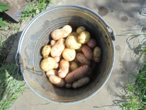 Когда можно копать молодую картошку. Примерные сроки выкапывания молодой картошки