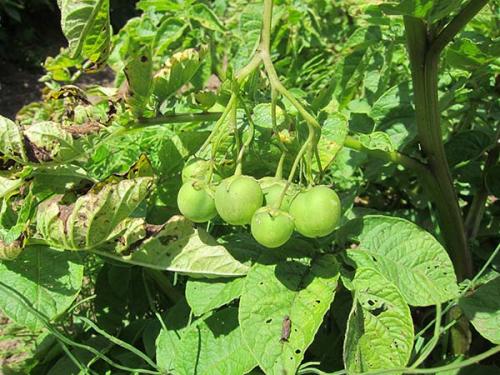 Когда можно копать картошку. Когда убирать урожай картофеля на хранение