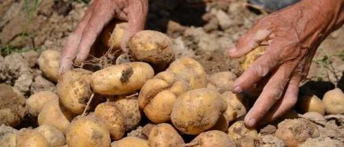 Когда копать картошку в 2022 году. Когда убирать картофель в 2022 году по лунному календарю по лунному календарю