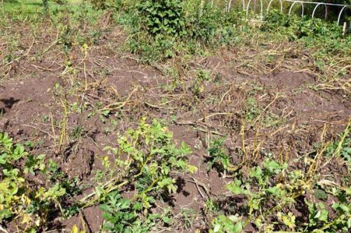 Когда можно копать картошку. Когда убирать урожай картофеля на хранение