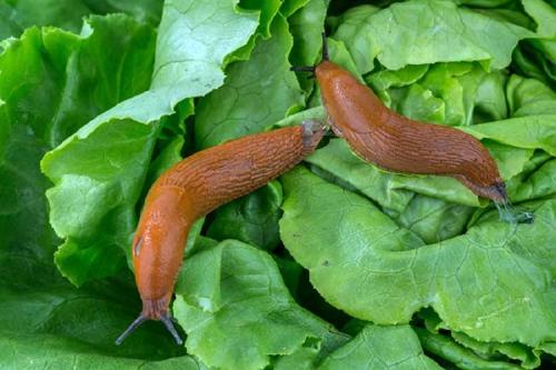 Как бороться с гигантскими слизнями. Описание вредителя