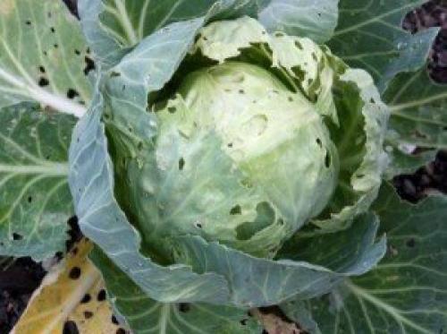 Фото слизней на капусте. Слизни — кто это такие? 01