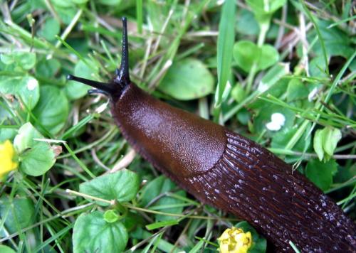 Как избавиться от слизней дома. Как избавиться от слизней в доме: 8 средств и методы, которые удивят простотой