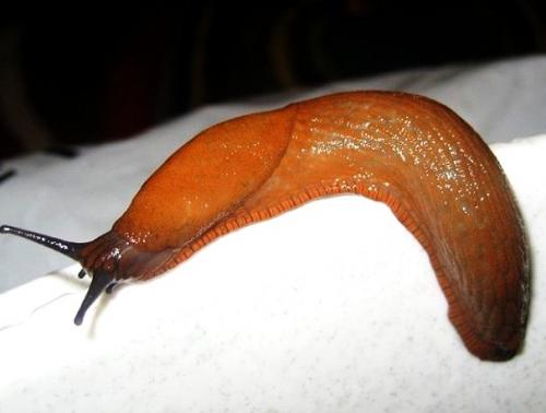 Как избавиться от слизней дома. Как избавиться от слизней в доме: 8 средств и методы, которые удивят простотой