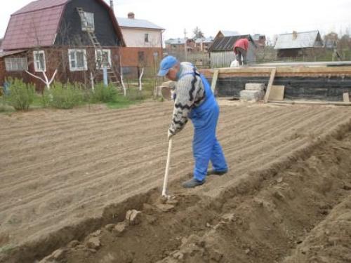 Как правильно держать лопату при копке земли. Как правильно копать в огороде: советы бывалых 01 Как правильно держать лопату при копке земли. Как правильно копать в огороде: советы бывалых 01