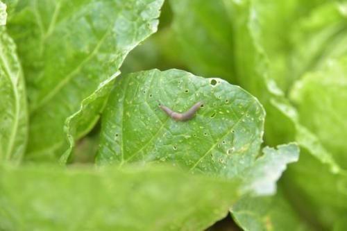 Эффективные методы борьбы со слизнями. Как избавиться от слизней 02