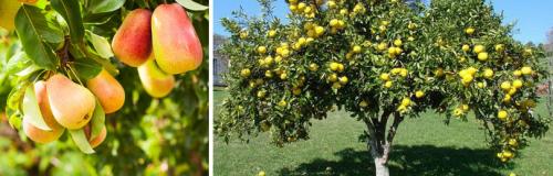 Уход за грушей весной. ЧЕМ ПОЛЕЗНА ГРУША