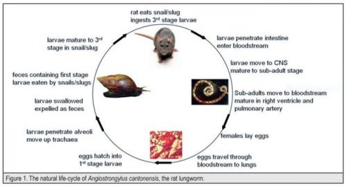 Сэм боллард. Подросток съел на спор слизняка и умер