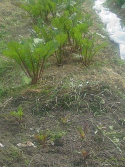 Копаем огород 3 разными способами 06