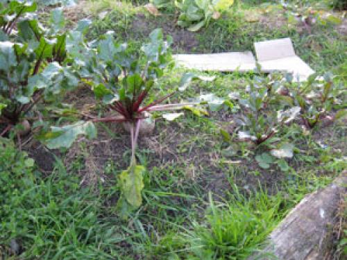 Копаем огород 3 разными способами 07