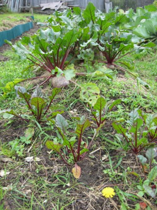 Копаем огород 3 разными способами 08