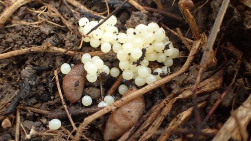 Чем опасны слизни и где они живут. Токсичные и прожорливые: чем опасны слизни и как с ними бороться 16