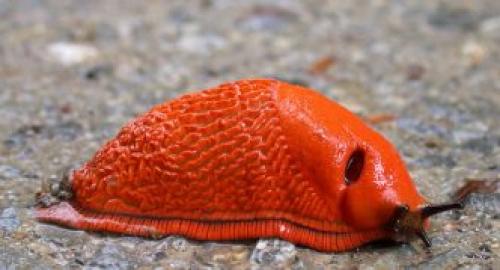 Где живут слизни. Описание слизней