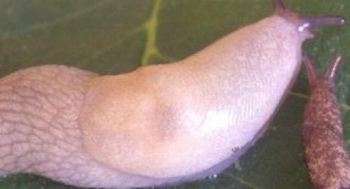 Серый слизень. Описание слизней