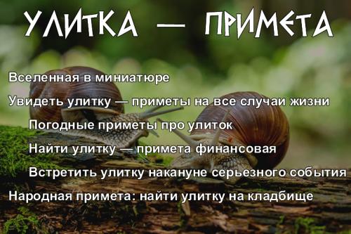 Чем опасны слизни и где они живут. Токсичные и прожорливые: чем опасны слизни и как с ними бороться 18