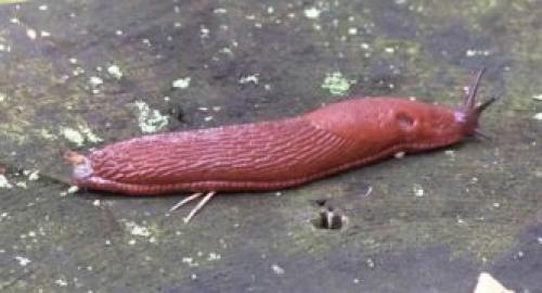 Где живут слизни. Описание слизней