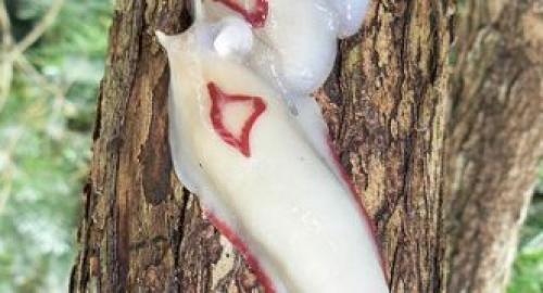 Где живут слизни. Описание слизней