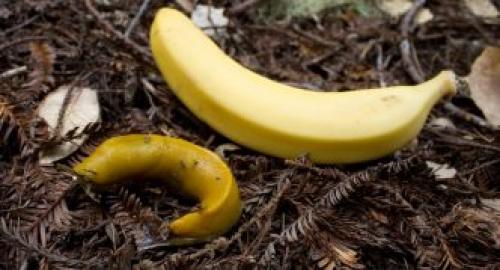 Где живут слизни. Описание слизней