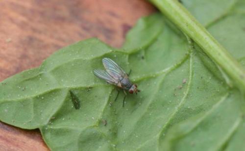 Вредны ли слизни для человека. Опасны ли слизни для здоровья человека