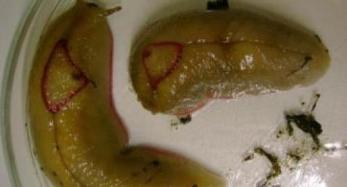 Где живут слизни. Описание слизней