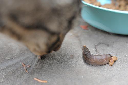 Чем опасны слизни для кошек. Может ли еда слизни Hurt мой кот?