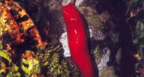 Серый слизень. Описание слизней