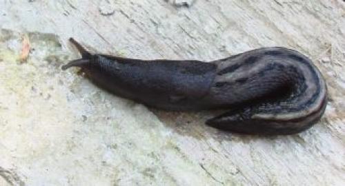 Где живут слизни. Описание слизней