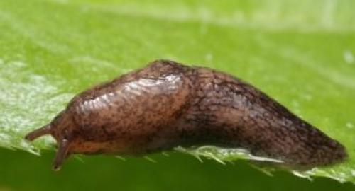 Где живут слизни. Описание слизней