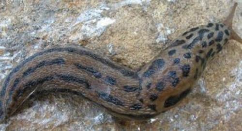 Серый слизень. Описание слизней