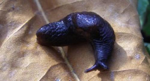 Серый слизень. Описание слизней