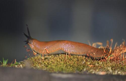 Что едят слизни. Описание и внешний вид