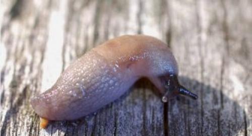 Где живут слизни. Описание слизней