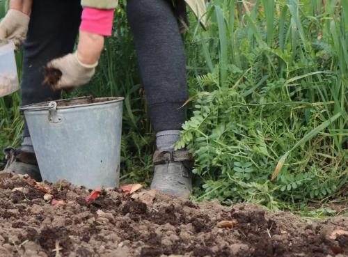 Как правильно копать грядки лопатой. Как правильно копать в огороде: советы бывалых 02