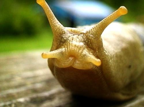 Слизень дома. Как избавиться от слизней в доме: 8 средств и методы, которые удивят простотой