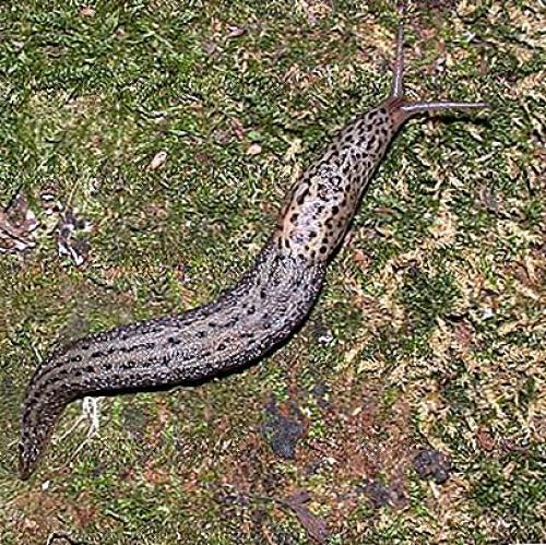 Чем кормить слизня. 