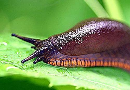 Чем кормить слизня. 
