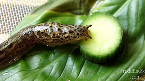 Чем кормить слизня. 