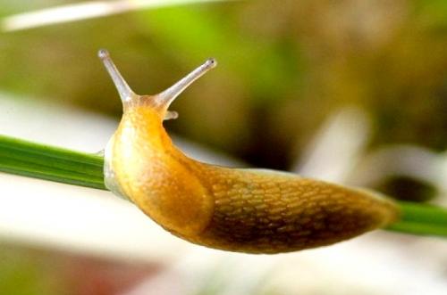 Слизень дома. Как избавиться от слизней в доме: 8 средств и методы, которые удивят простотой