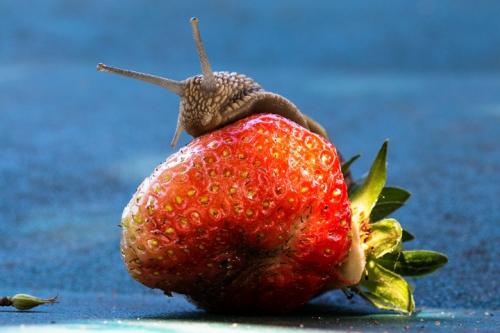 Слизень дома. Как избавиться от слизней в доме: 8 средств и методы, которые удивят простотой