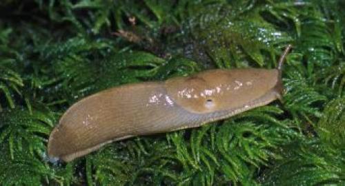 Сколько живет слизняк. Описание слизней