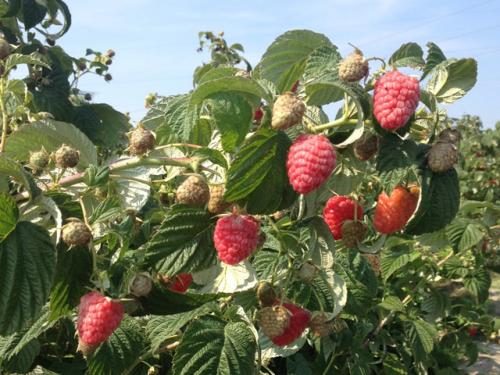 Малина зюгана размножение. Описание сорта