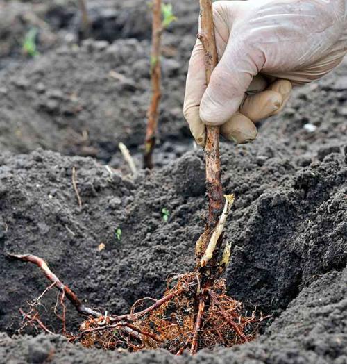 Размножение ремонтантной малины весной. Весенняя посадка