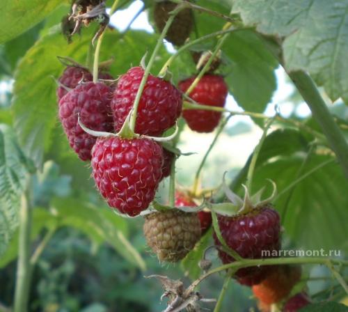 Колерованная малина. Пятерка лучших: великолепные ремонтанты