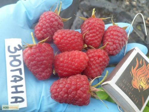 Малина зюгана размножение. Описание сорта