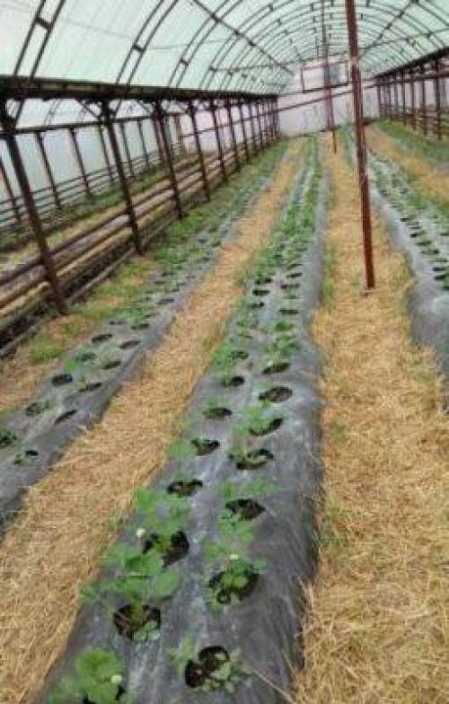 Размножение малины черенками в воде. Размножение малины весной зелеными черенками